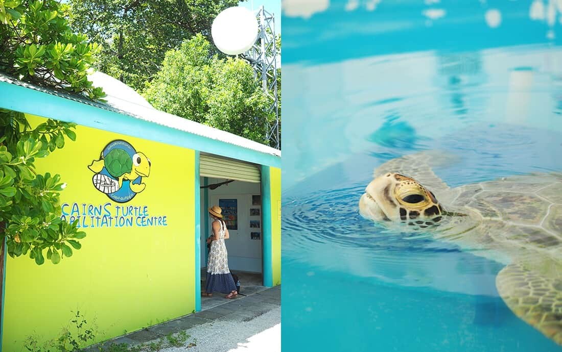 Fitzroy Island Turtle Rehabilitation Centre, Queensland, Australia