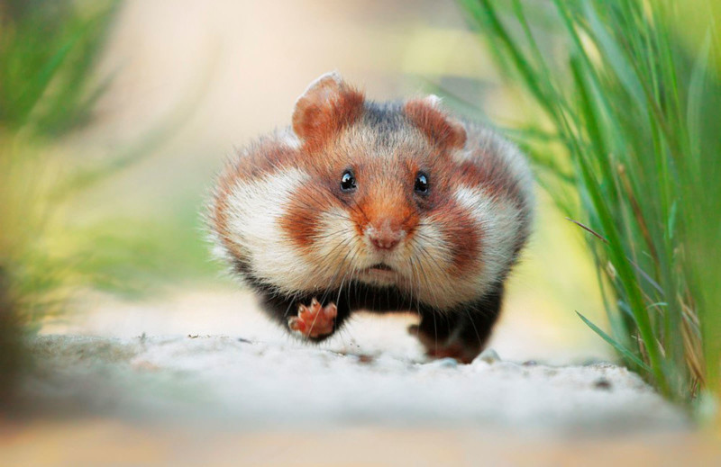 Un-photographe-Capture-la-gentillesse-des-Hamsters-sauvages