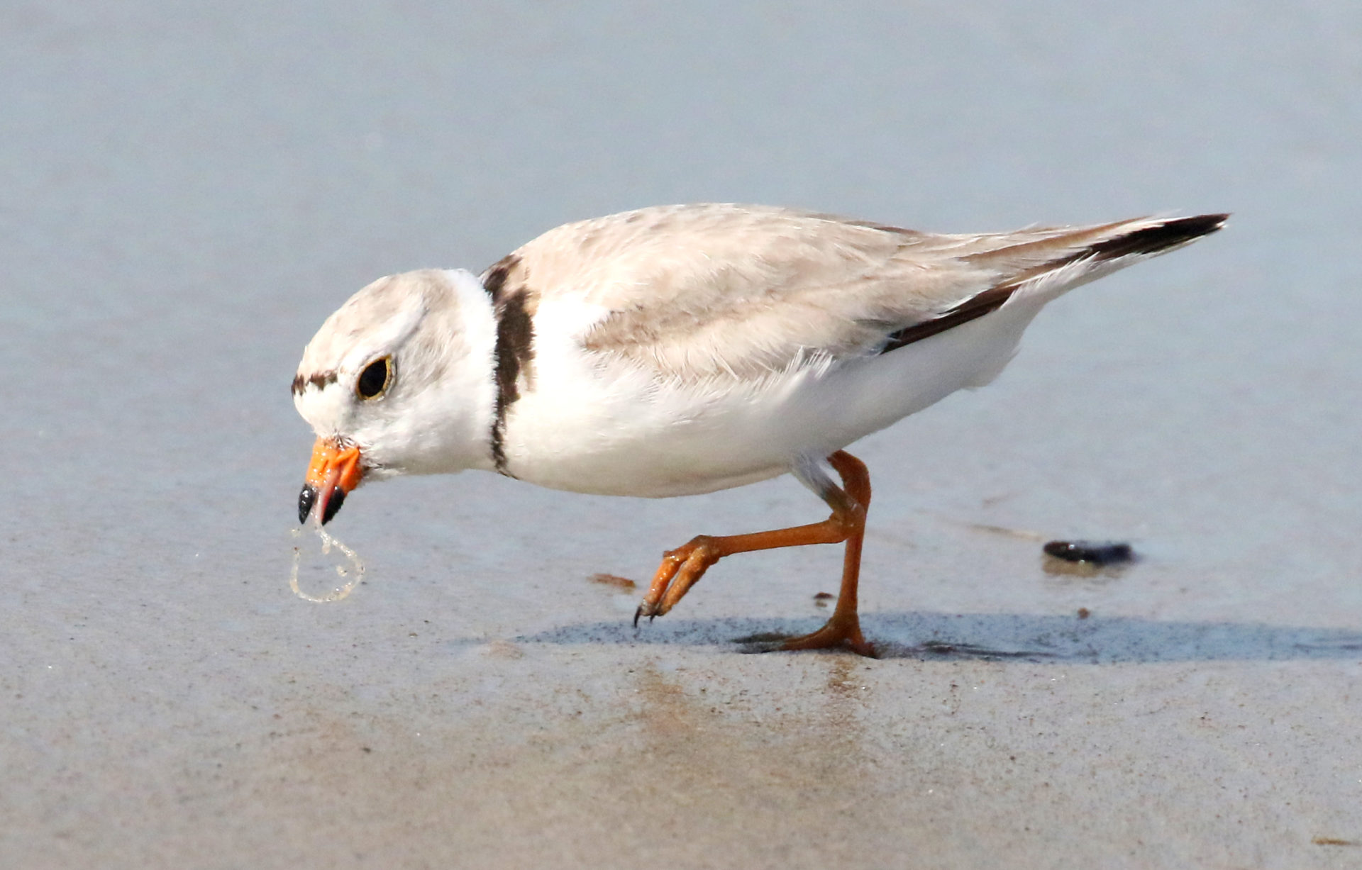 Photo d'un oiseau marchant sur une plage en attrapant un petit ver dans son bec. Pluvier siffleur se nourrissant © Budd Titlow