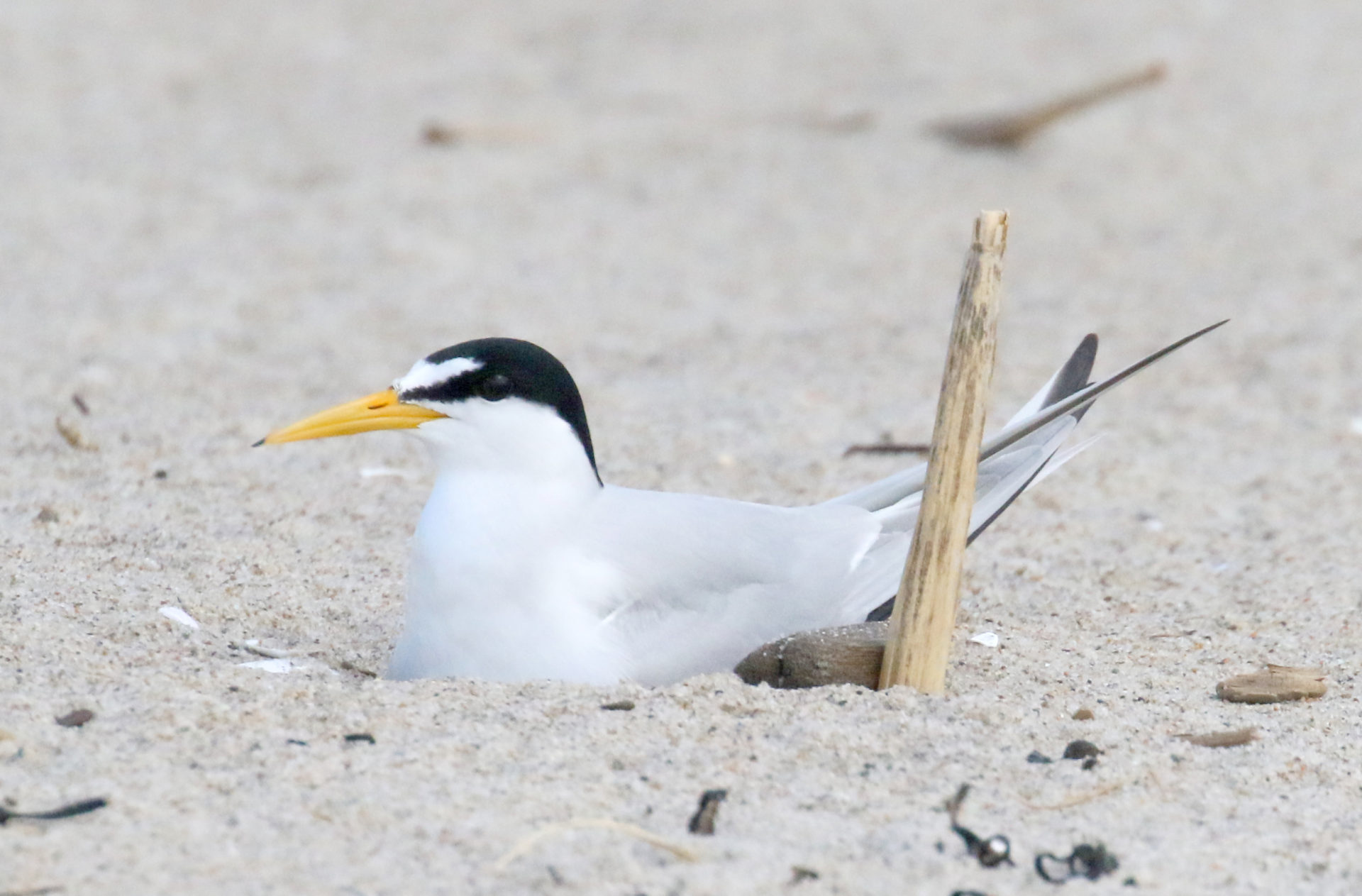 Photo d'un oiseau posé dans le sable. Sterne moindre sur son nid © Budd Titlow