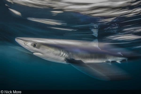 Motion-Blur-Requins-bleus-au-Royaume-Uni